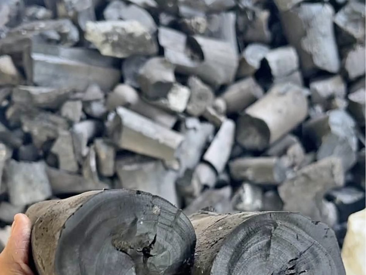 Dense hardwood charcoal logs held in hand